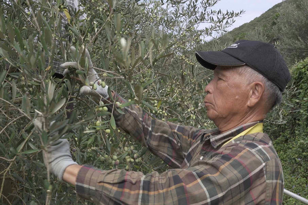 自社農園オリーブを使用